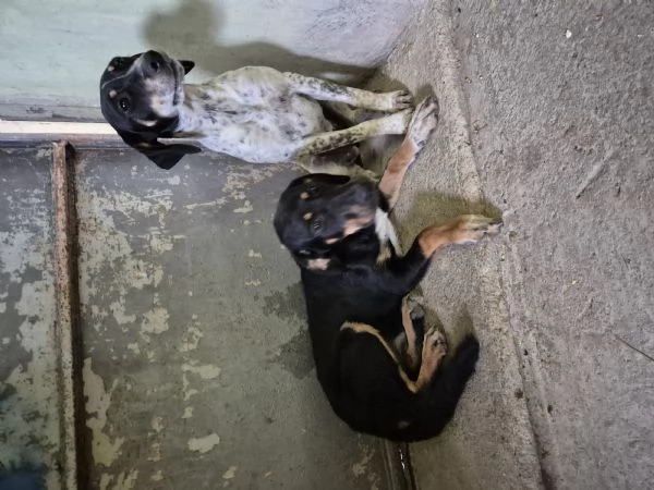 Tenere cucciolotte cercano casa | Foto 5