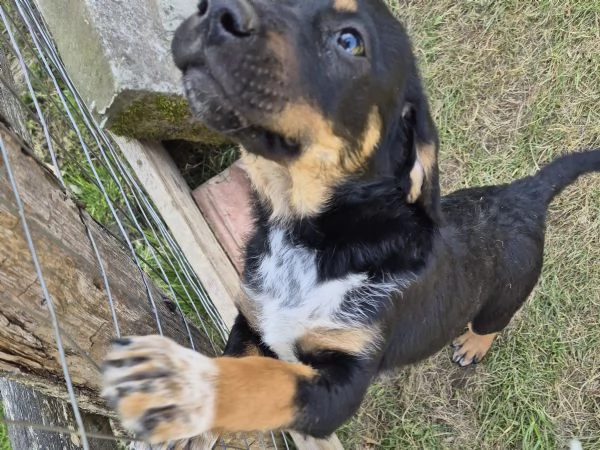 Tenere cucciolotte cercano casa