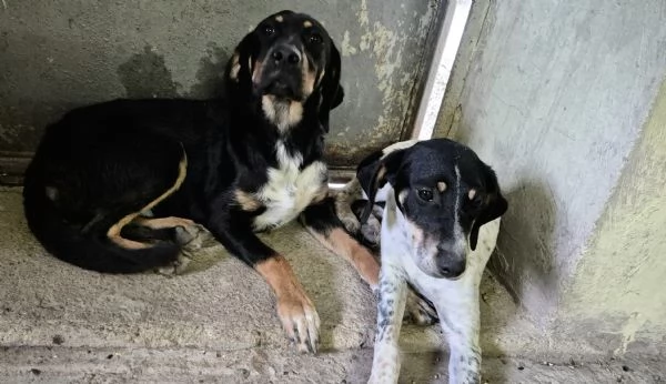 Tenere cucciolotte cercano casa | Foto 2