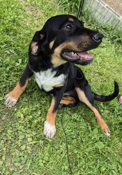 Tenere cucciolotte cercano casa | Foto 1