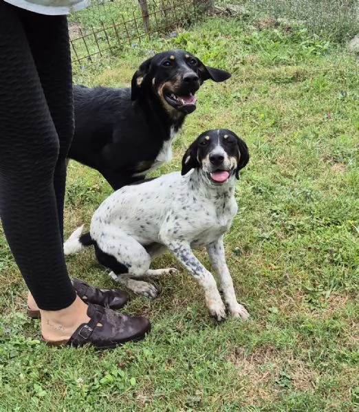 Tenere cucciolotte cercano casa | Foto 0