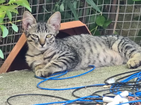 Gattino tigrato  | Foto 0