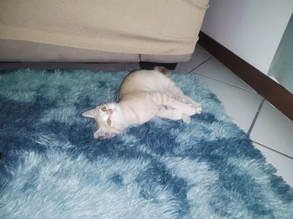 Regalo gattino maschio | Foto 3