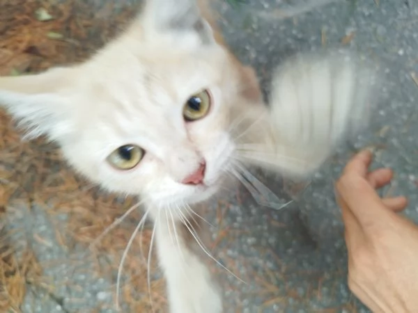 Regalo gattino maschio | Foto 2