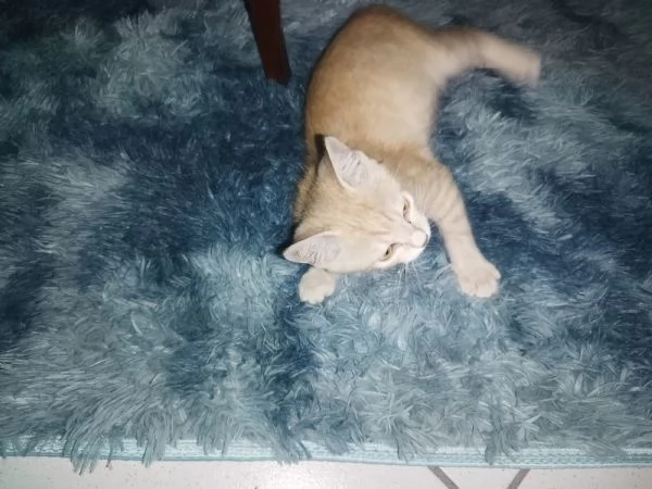 Regalo gattino maschio | Foto 1