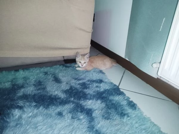 Regalo gattino maschio | Foto 0