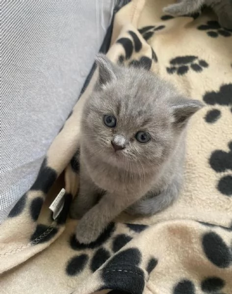 Cerco una nuova casa per il mio British Shorthair