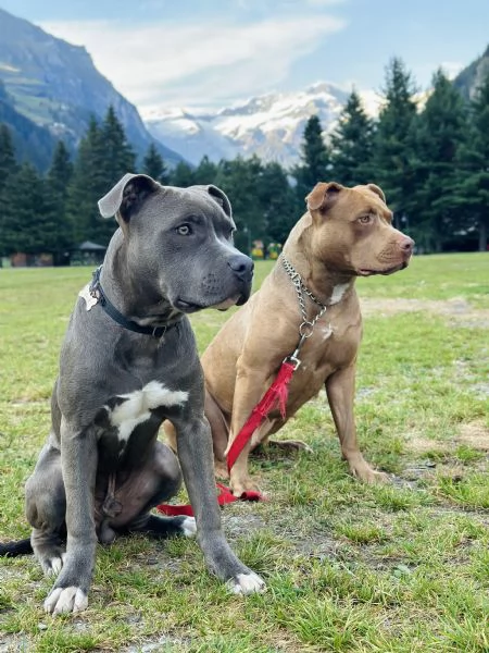 Pitbull femmina  | Foto 1