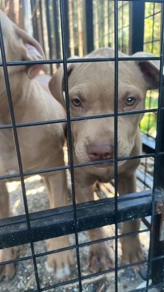 Pitbull femmina  | Foto 0