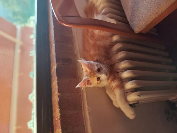 cucciolo Maine Coon | Foto 1