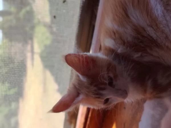 cucciolo Maine Coon | Foto 0