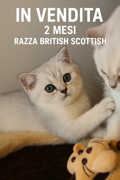 Gattini British 2 mesi  | Foto 4