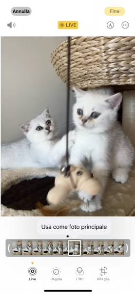 Gattini British 2 mesi  | Foto 3