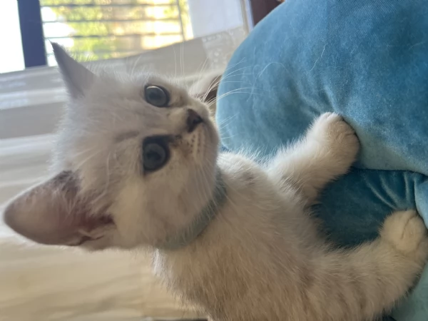 Gattini British 2 mesi  | Foto 2