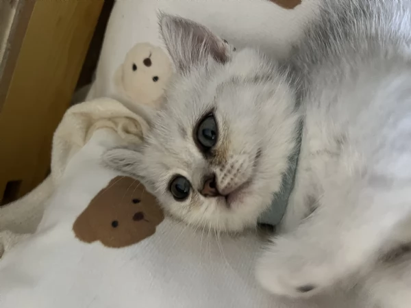 Gattini British 2 mesi  | Foto 1