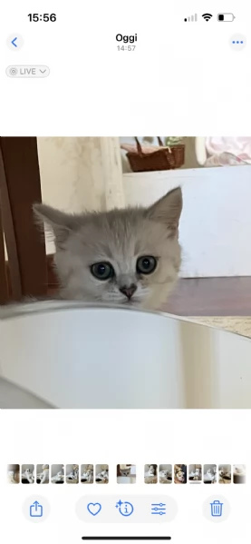 Gattini British 2 mesi  | Foto 0