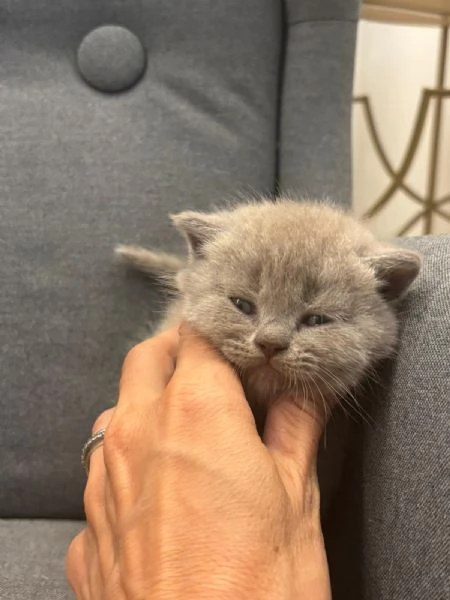 Disponibile scootish lillac straight 