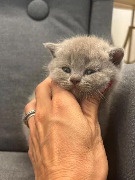 Disponibile scootish lillac straight  | Foto 1