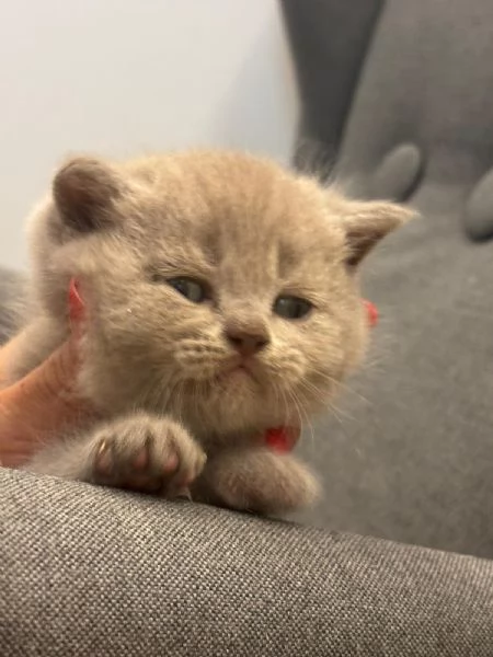 Disponibile scootish lillac straight  | Foto 0