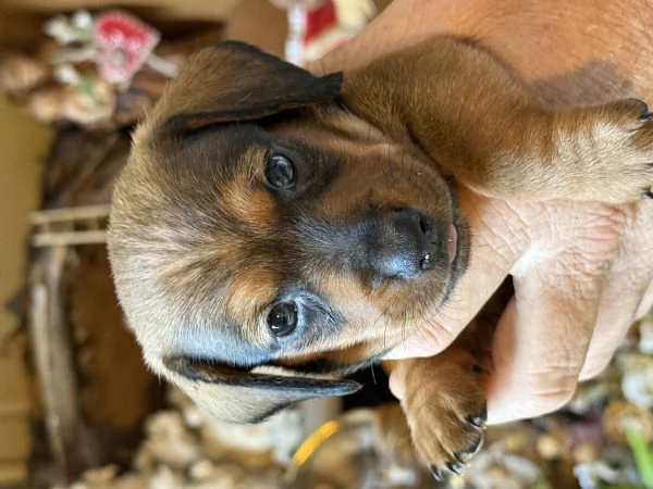 Bassotti cuccioli pelo raso