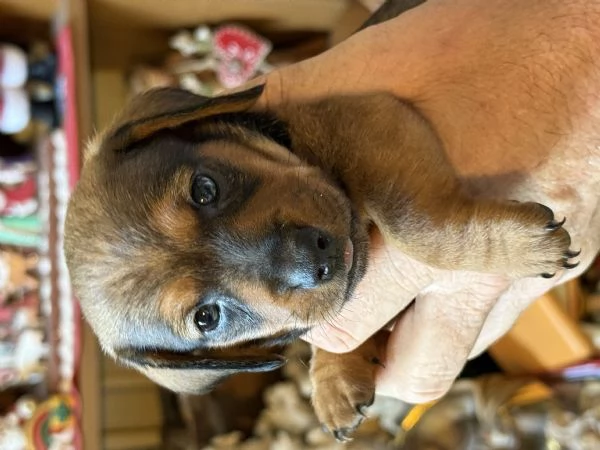 Bassotti cuccioli pelo raso | Foto 4