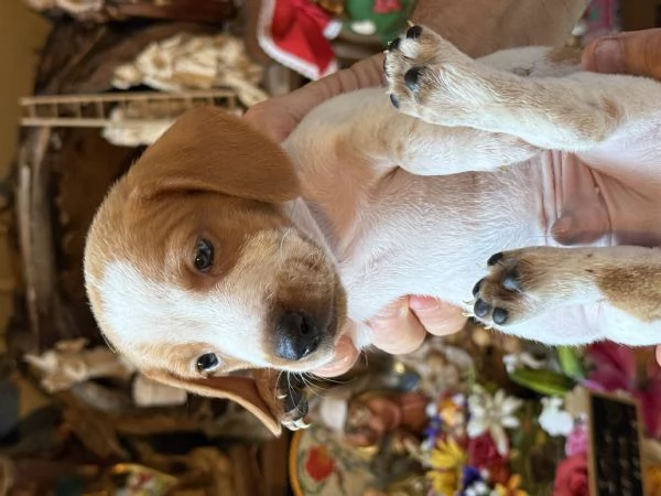 Bassotti cuccioli pelo raso | Foto 3