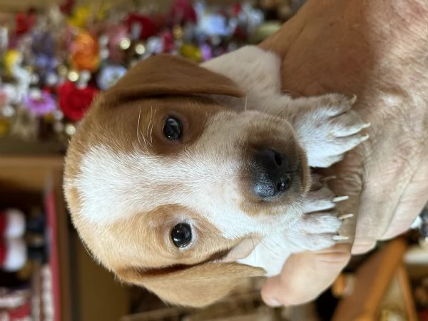 Bassotti cuccioli pelo raso | Foto 2