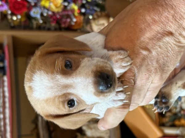 Bassotti cuccioli pelo raso | Foto 1