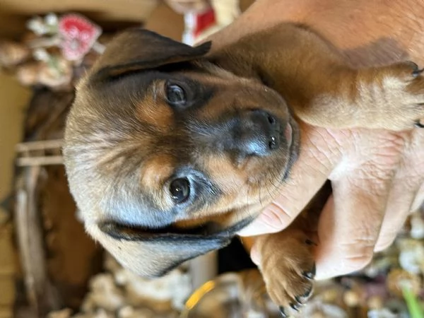 Bassotti cuccioli pelo raso | Foto 0