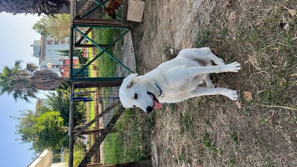 adozione urgente cucciolo meticcio maremmano