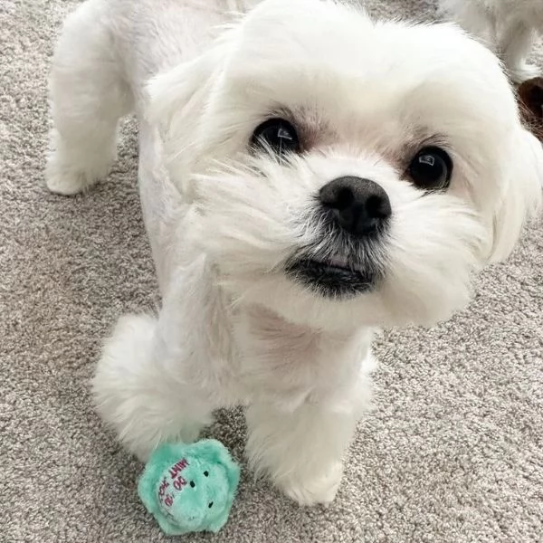 Cuccili di maltese toy