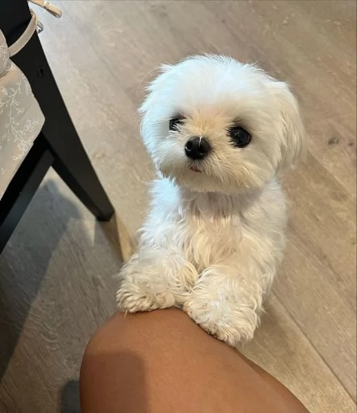 Cuccili di maltese toy