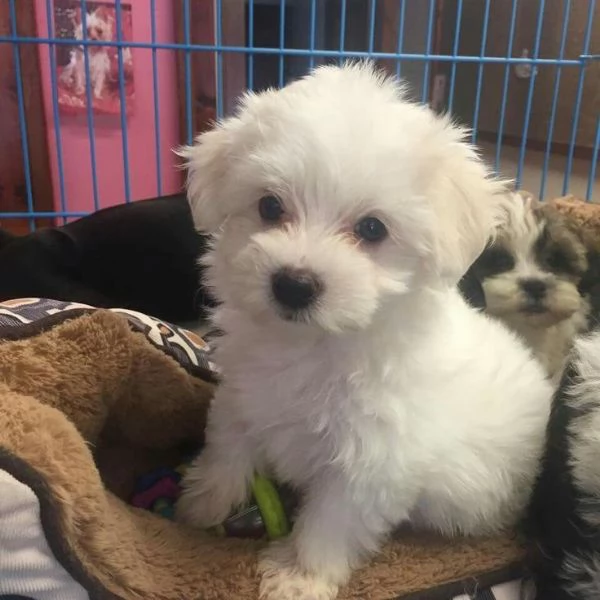 Cuccili di maltese toy  | Foto 0