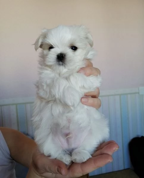 Cuccili di maltese toy 