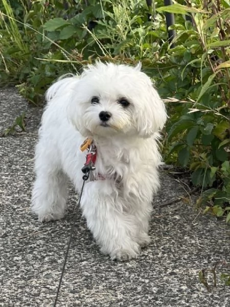 Cuccili di maltese toy 