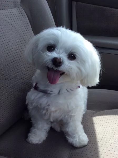 Cuccili di maltese toy 