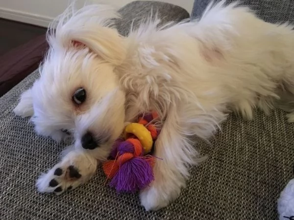 Cuccili di maltese toy  | Foto 0