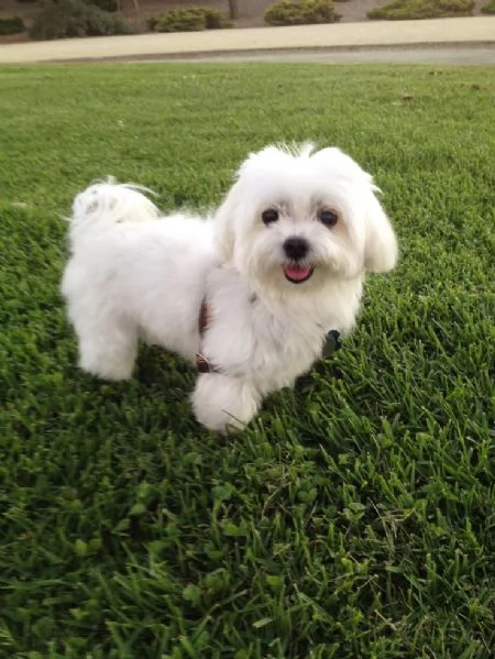 Cuccili di maltese toy 