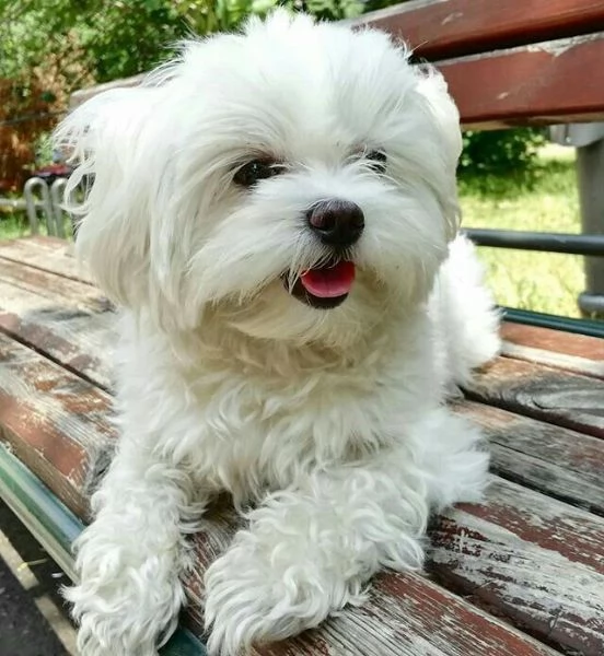 Cuccili di maltese toy  | Foto 1