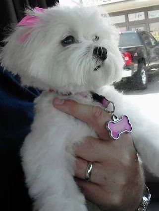 Cuccili di maltese toy  | Foto 0