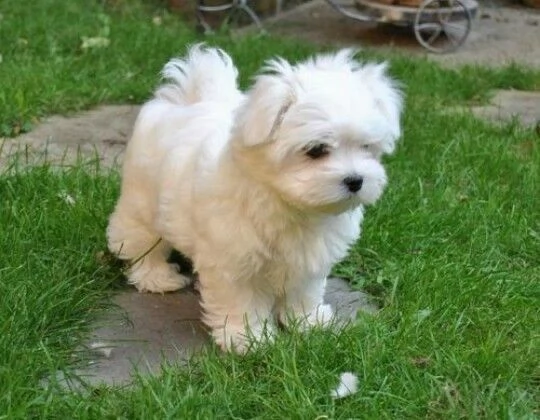 Cuccili di maltese toy  | Foto 0