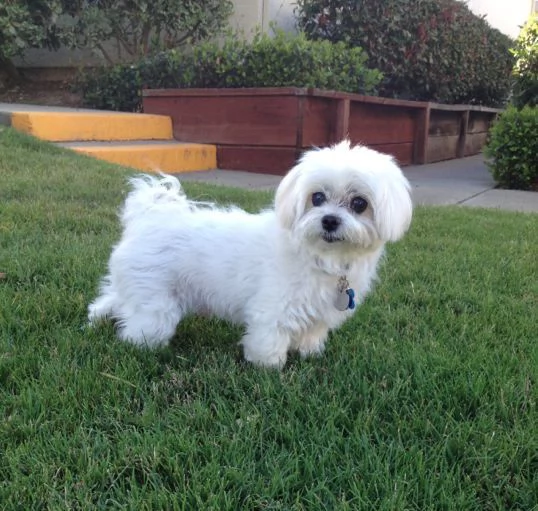 Cuccili di maltese toy 