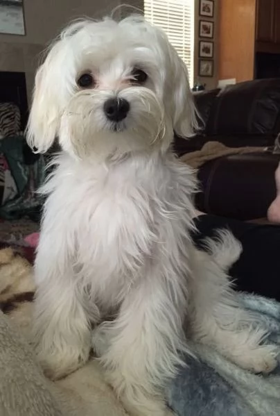 Cuccili di maltese toy  | Foto 1