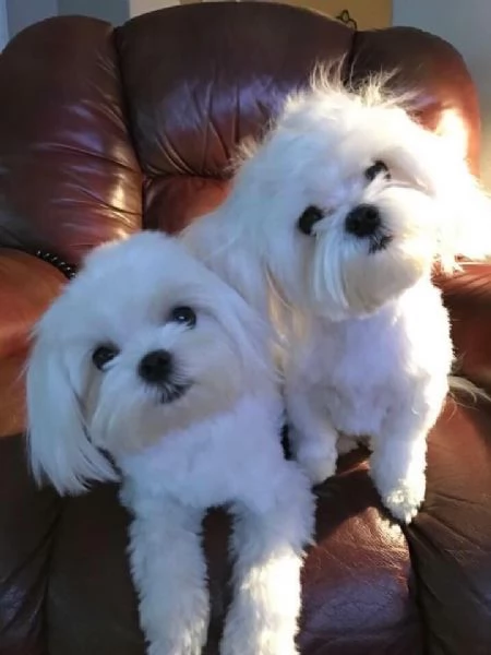 Cuccili di maltese toy  | Foto 0