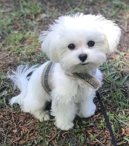 Cuccili di maltese toy 