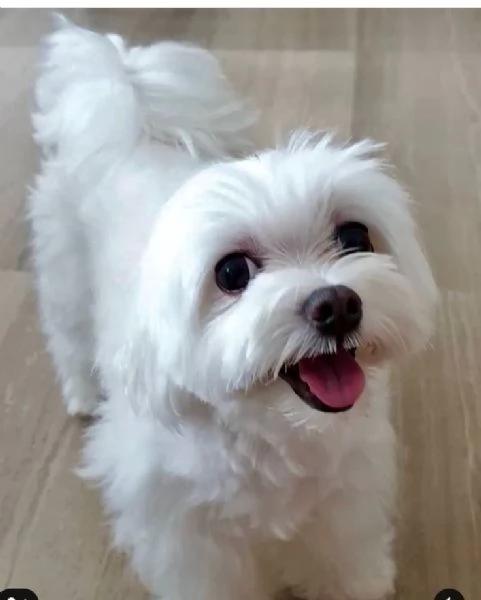 Cuccili di maltese toy  | Foto 0