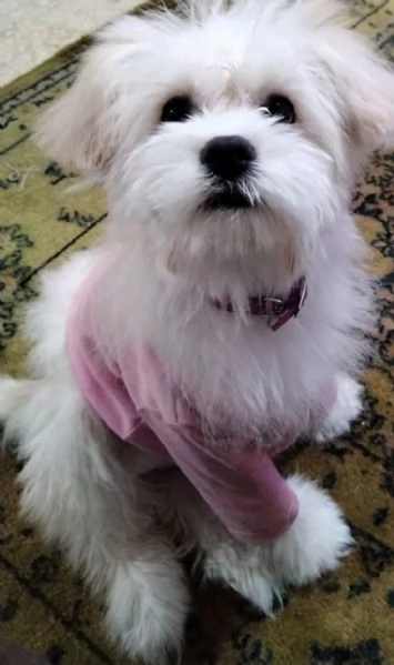 Cuccili di maltese toy 