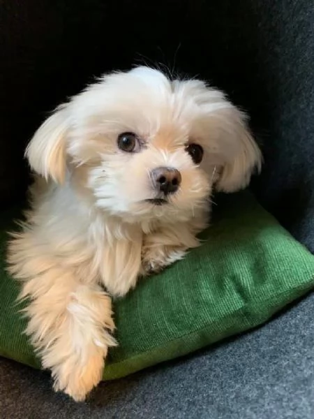 Cuccili di maltese toy  | Foto 0
