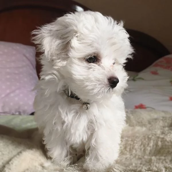 Cuccili di maltese toy 