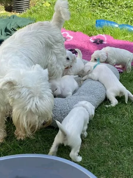 cuccioli di schnauzer nano in cerca di adozione | Foto 2